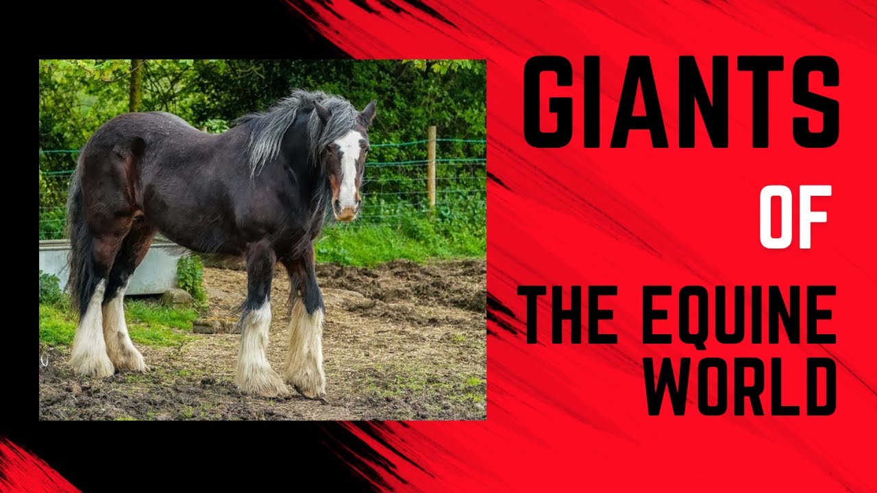 The 7 Largest Horse Breeds
