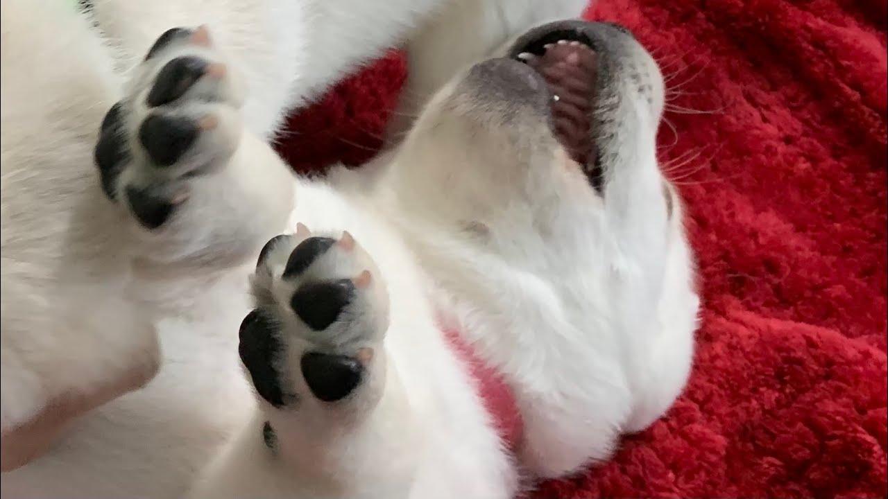 LIVE PUPPY CAM - Join the fun! Lab puppies livestream from their playpen!