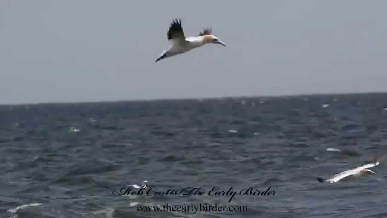 NORTHERN GANNETS diving for fish,  Morus bassanus