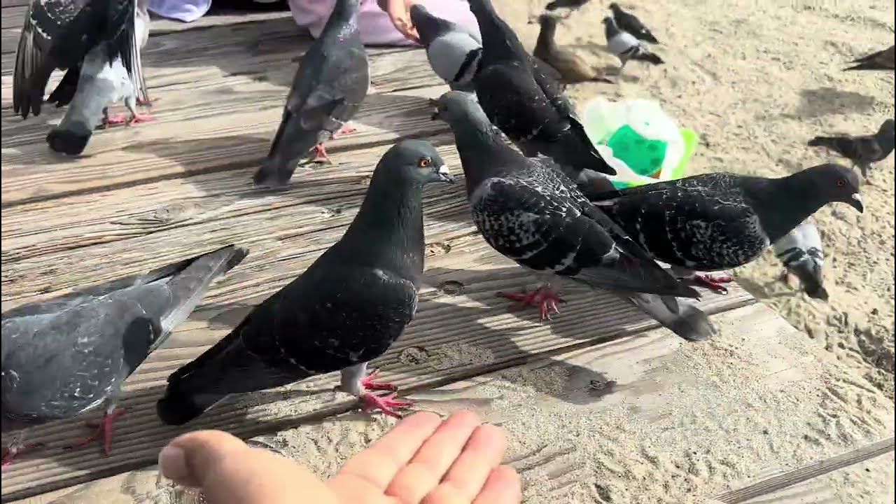 CRAZY! Feeding the birds in Laguna Beach turns into a frenzy!