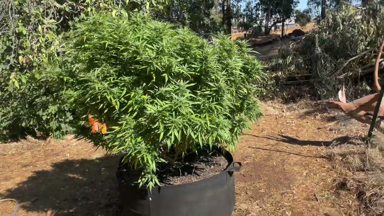 2022 outdoor grow