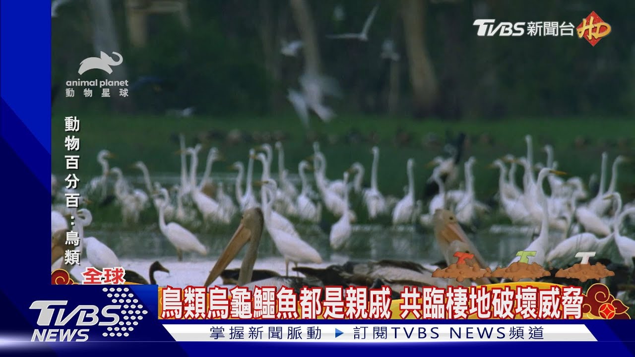 鳥類烏龜鱷魚都是親戚 同面臨棲地破壞威脅 ｜TVBS新聞@TVBSNEWS01
