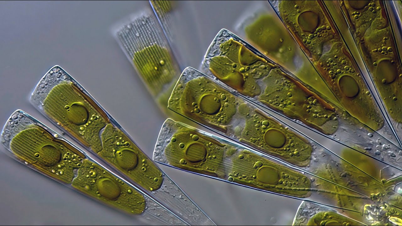 Licmophora marine diatom