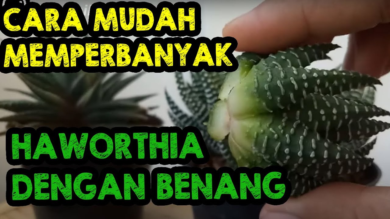 CARA MEMPERBANYAK SUKULEN HAWORTHIA DENGAN -BENANG
