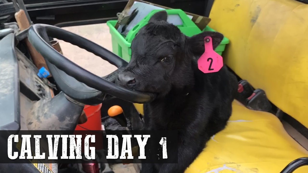 Calving Day 1