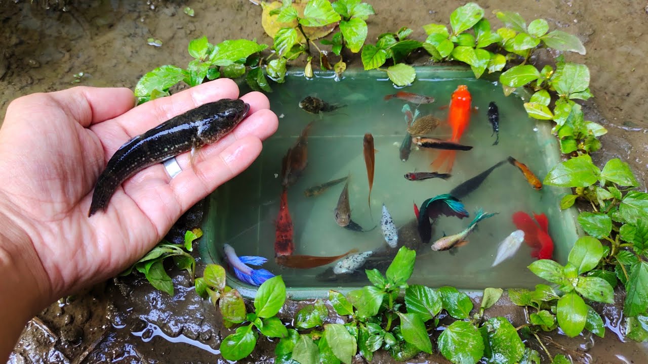 WOW Raft Toys! Mencari ikan cupang warna warni dan Dapat Banyak jenis ikan hias kecil di dalam kolam