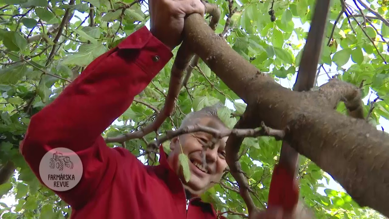 Listáreň rez morušá , prof. Hričovský