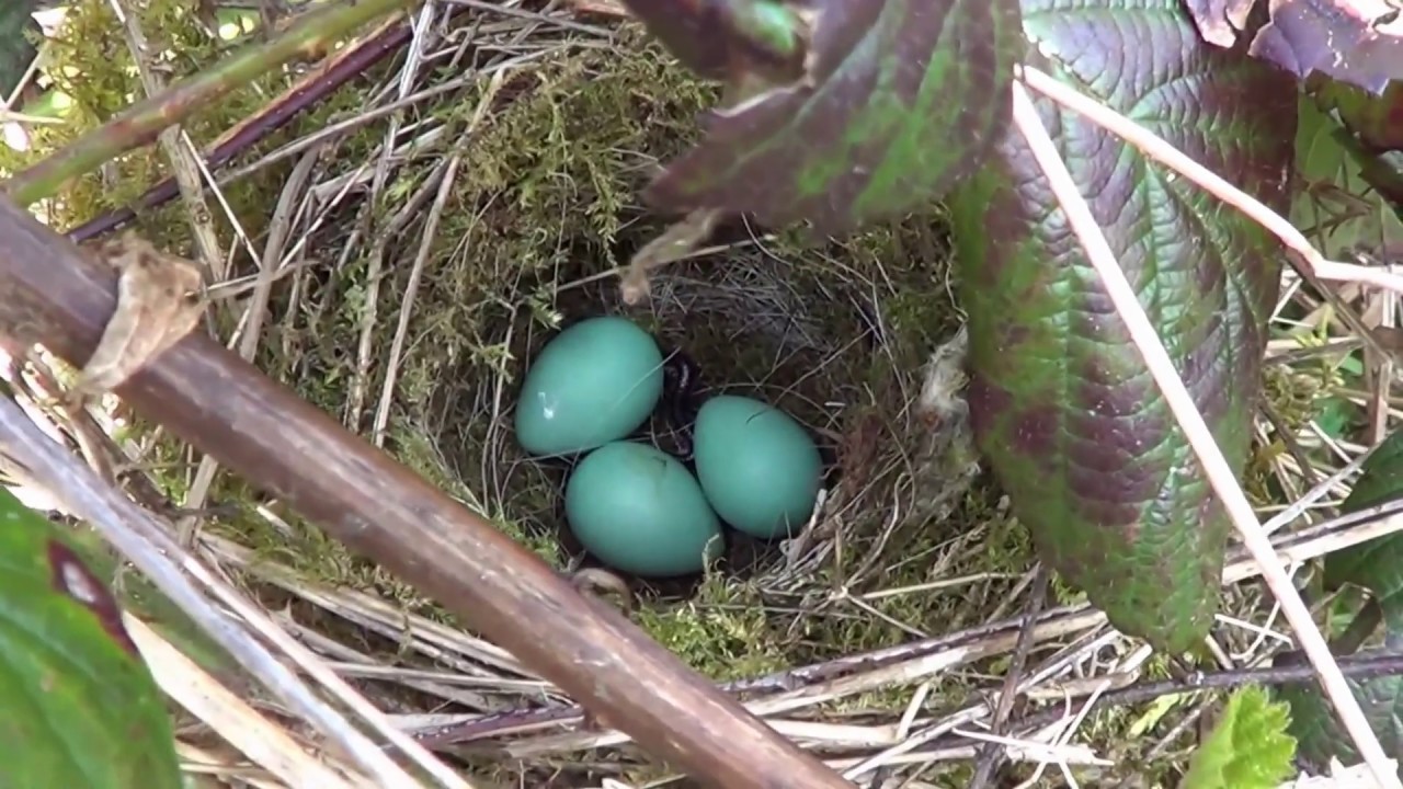 10 uk birds eggs in nest compilation PT2