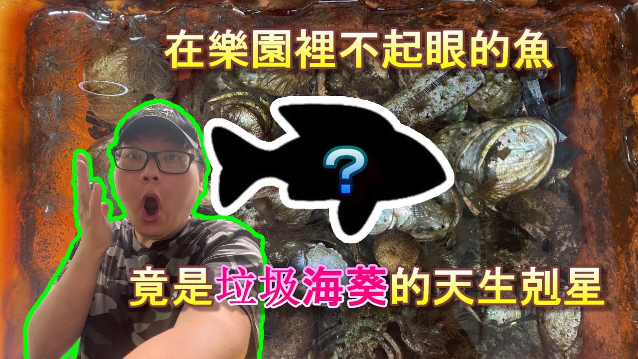 【阿坤講古】無私揭密教你怎麼杜絕垃圾海葵在你的海水缸裡囂張，並分享阿坤當年如何找到根除垃圾海葵方法的小故事《Ways to clear aiptasia》