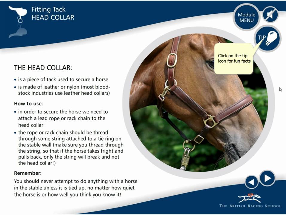 Horse Care - An Introduction E Learning DVD DEMO