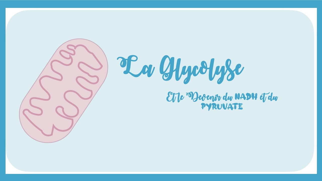 La Glycolyse: Etapes, R&eacute;gulation, Bilan Energ&eacute;tique Et Devenir Du NADH Et Du Pyruvate -Biochimie.