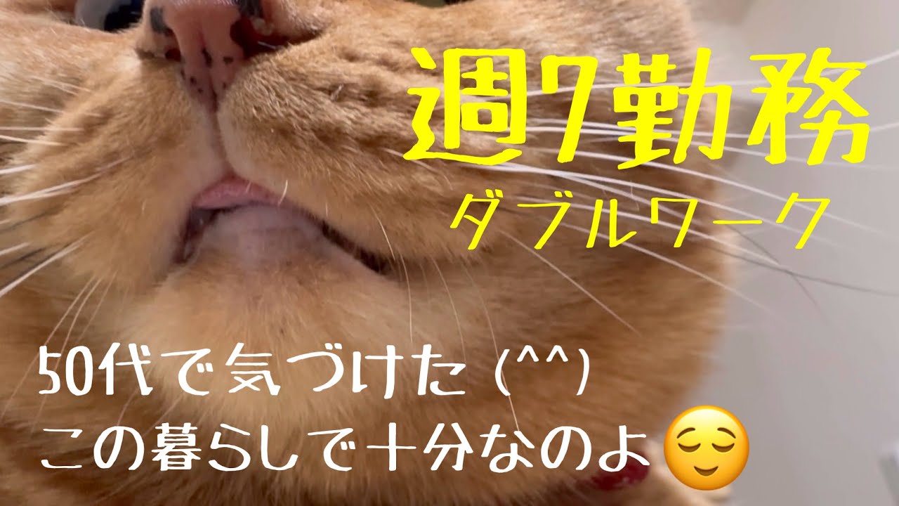 【猫のいる暮らし】50代一人暮らし、老後の幸せに気づいた。