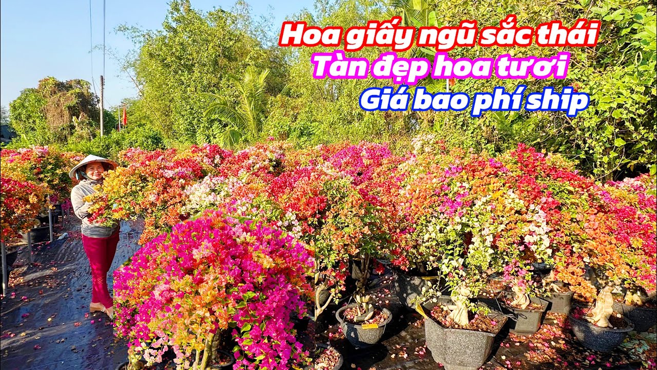 Hoa giấy ngũ sắc thái tàn đẹp hoa rực rỡ giá bao phí..04/02😘📲0969553364.Thủy Lê