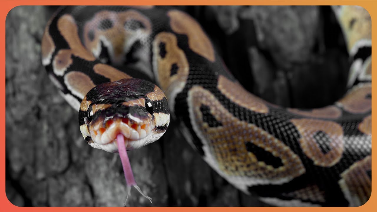 2 Hours Of Python Hunters: Can Florida's Extreme Weather Kill The Pythons?