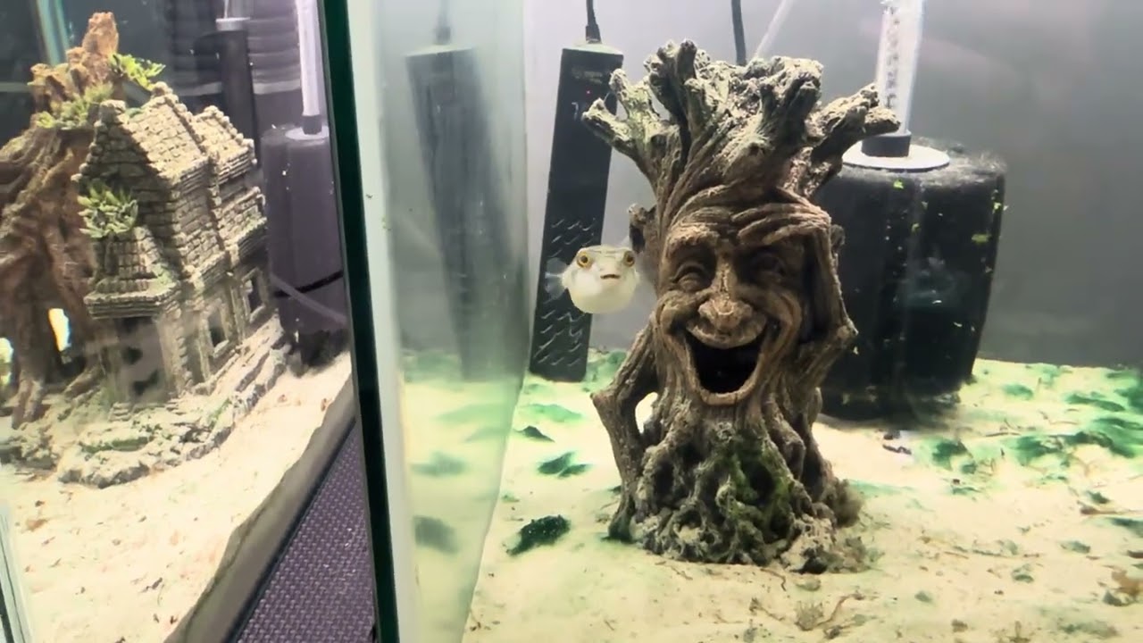 Gigi’s Aquatics – Middletown, OhioPrivate home-based fish store with homebred and imported fish. 