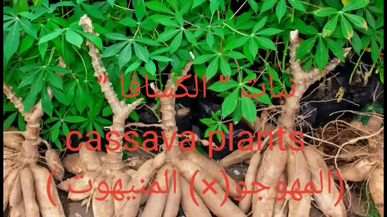 نبات ” الكسافا ”cassava plants المنيهوت أوالمهوجو