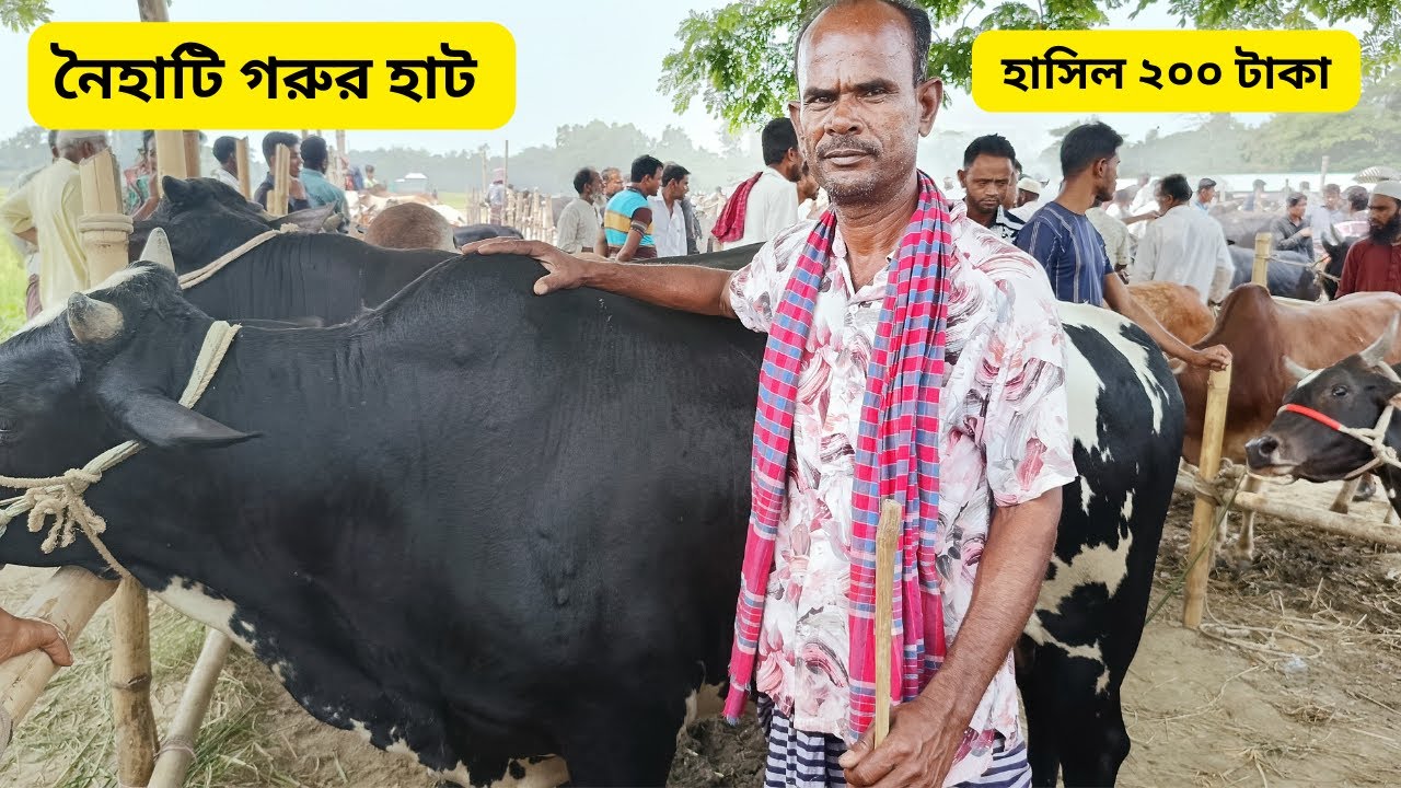 নৈহাটি গরুর হাট আজ সোমবার গরুর বাজার দর জানুন #Bangladesh agro LTD