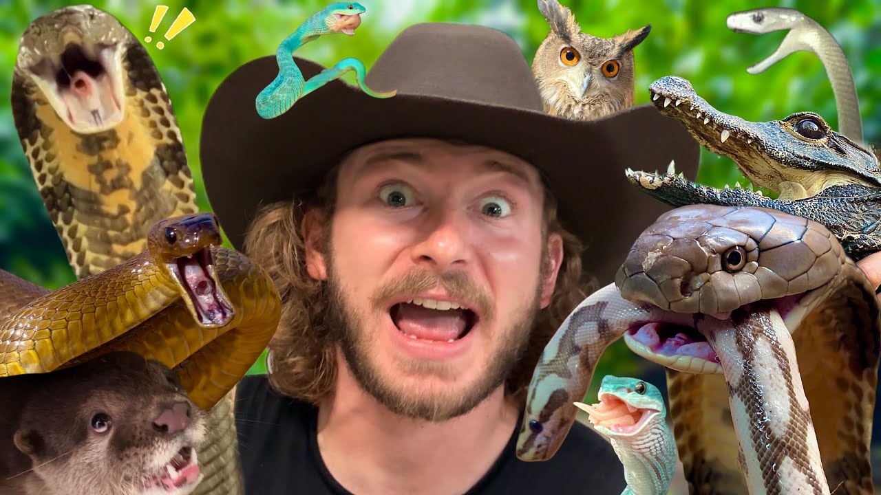 Feeding VENOMOUS SNAKES!