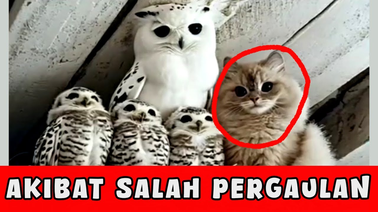 Ketika Kucing Salah Pergaulan Bikin Ngakak | Ada Kucing Mengasuh Anak Anjing