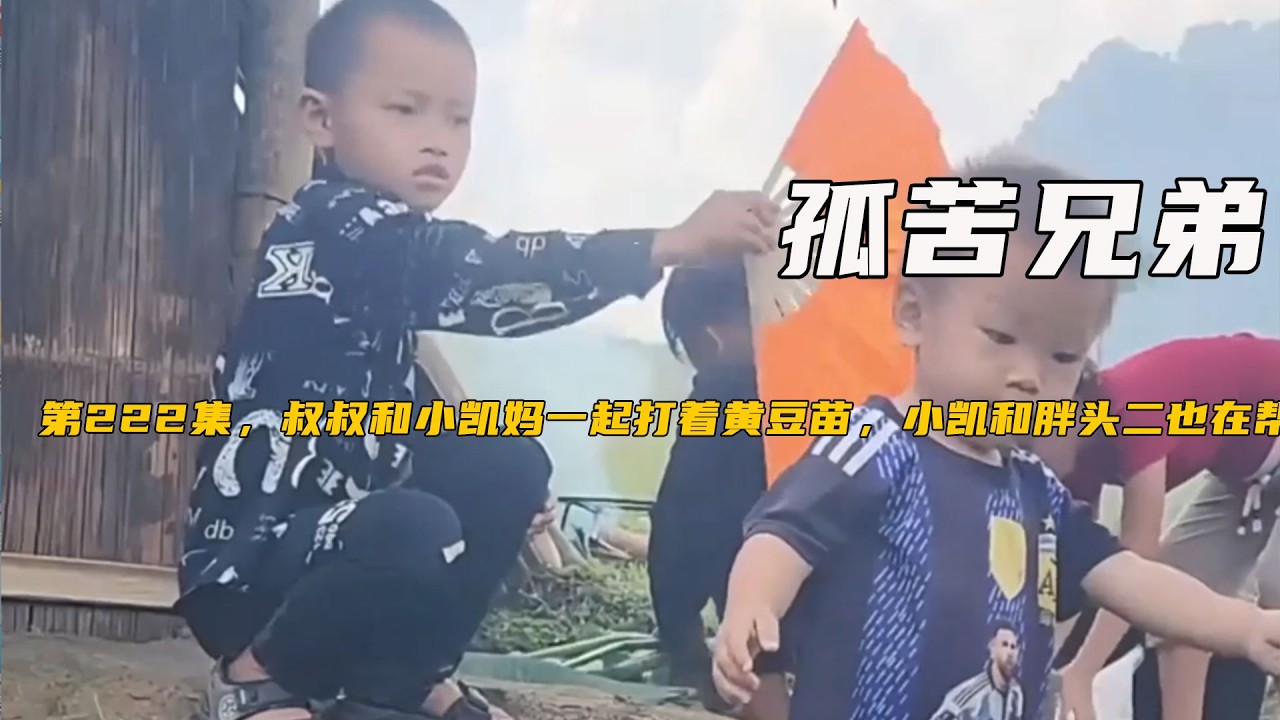 第222集，叔叔和小凱媽壹起打著黃豆苗，小凱和胖頭二也在幫忙《孤苦兄弟》