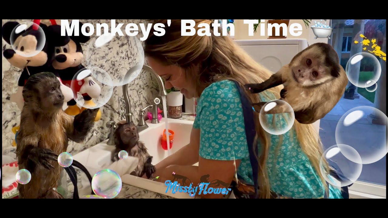 3 Monkeys taking a bath 🛁…Sissy gives Toby, Angelika & Russel a bath 🐒🛁🐒🧼🐒