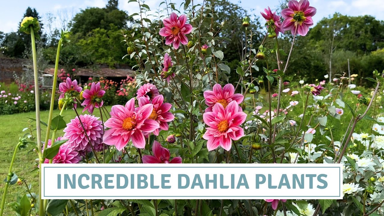 Dahlia Plant Haul & Care Guide | How to Grow & Harden Off Dahlias // Cottoverdi