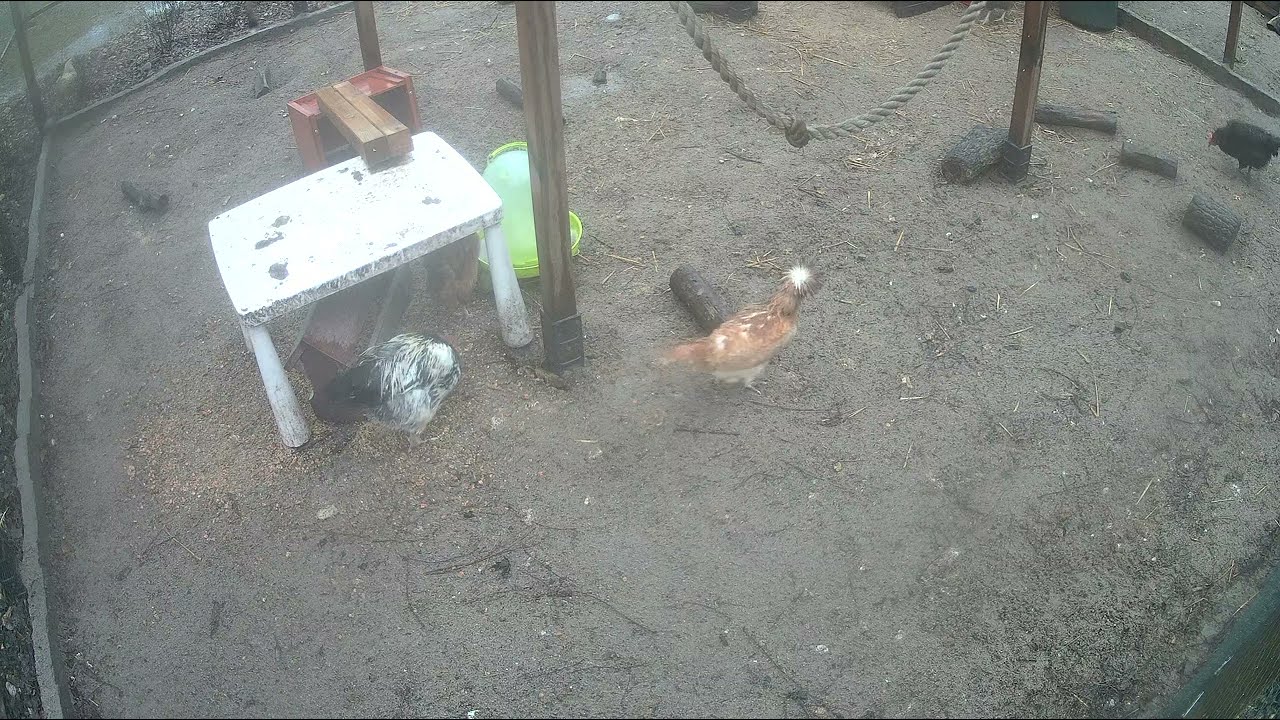 Foggy & Rainy Day #2 - Relaxing Chicken Time ( Raw Data 22.02.206 )