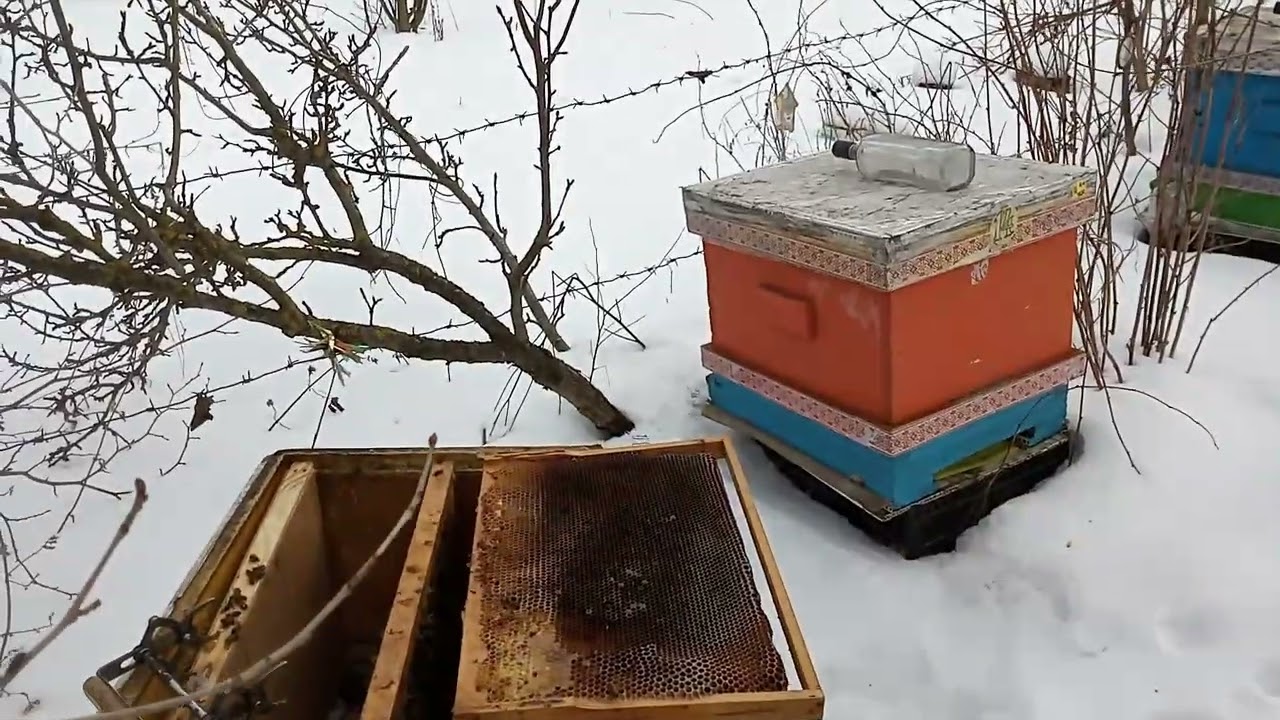 Бджоли замерзли - чому?! #bee #apiary #winter