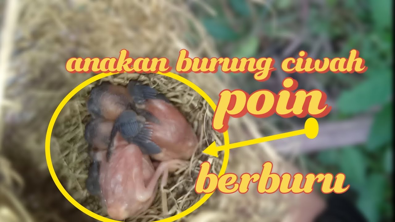 Poin berburu anakan burung ciwah !!