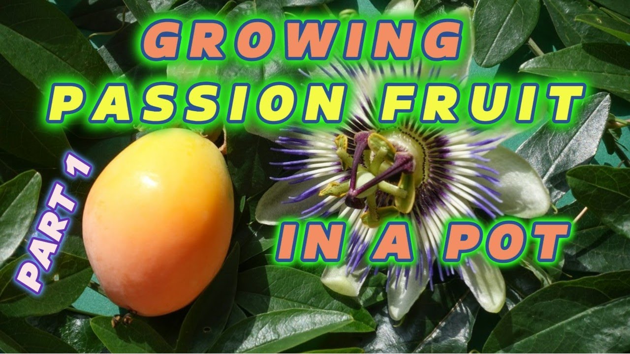 😃🌸 Passion Fruit CONTAINER Gardening: EASY STEPS to Success! #passionfruit #BestGardenDreams