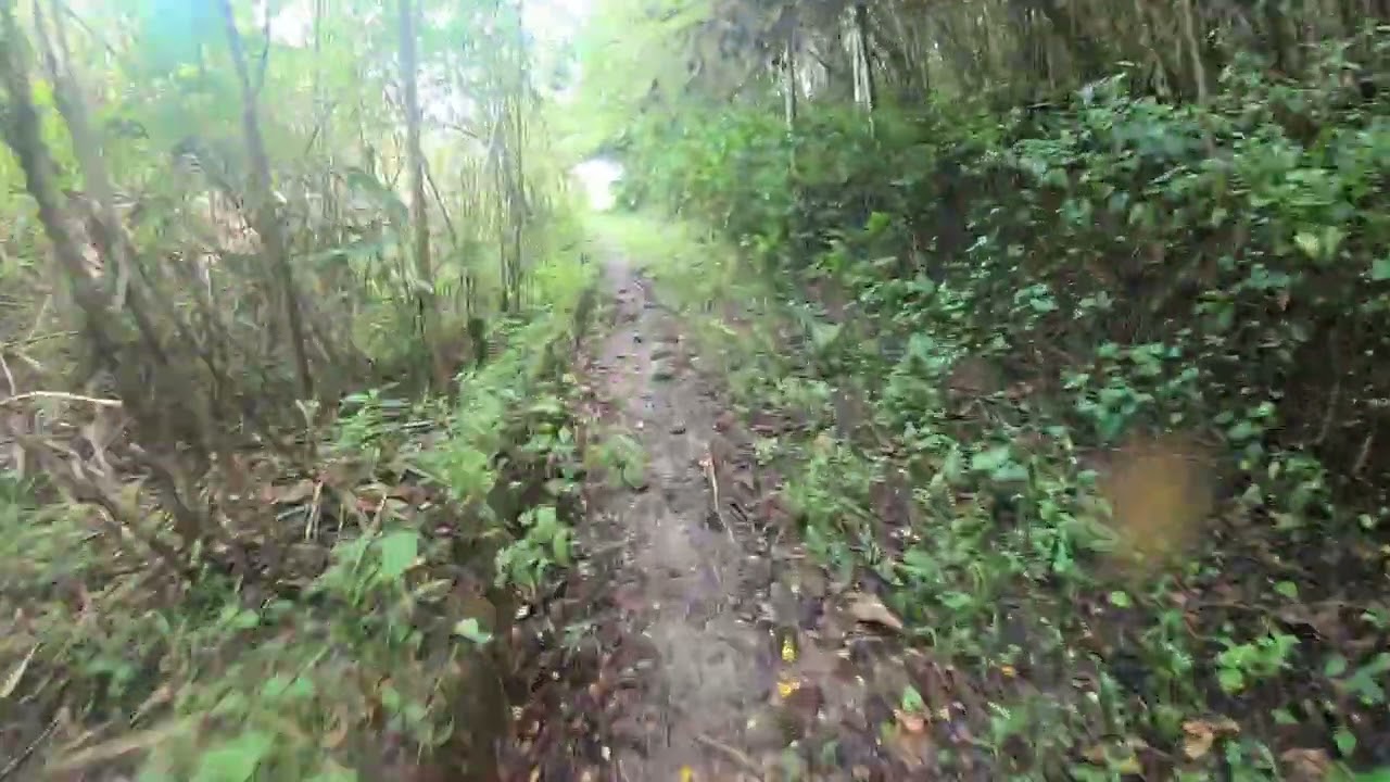 Trilha no antigo engenho espírito santo