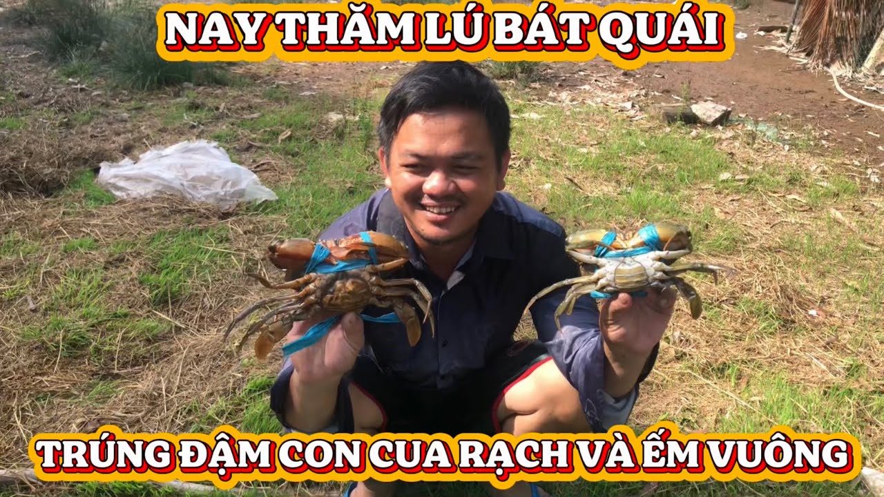 NAY THĂM LÚ BÁT QUÁI TRÚNG ĐẬM CON CUA RẠCH VÀ CON CUA ẾM VUÔNG