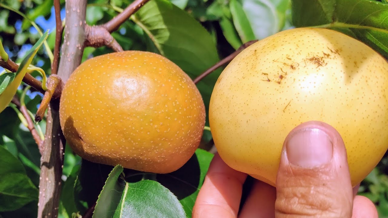 Nashi (Pyrus pyrifolia) - yellow vs brown Nashis