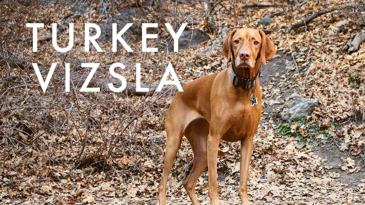 Typical Day for a Vizsla | Video 124