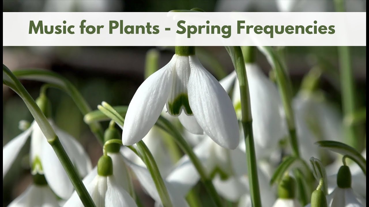 Music for Plants; Stimulate Plant Growth with Spring Frequencies; Plant Healing Music