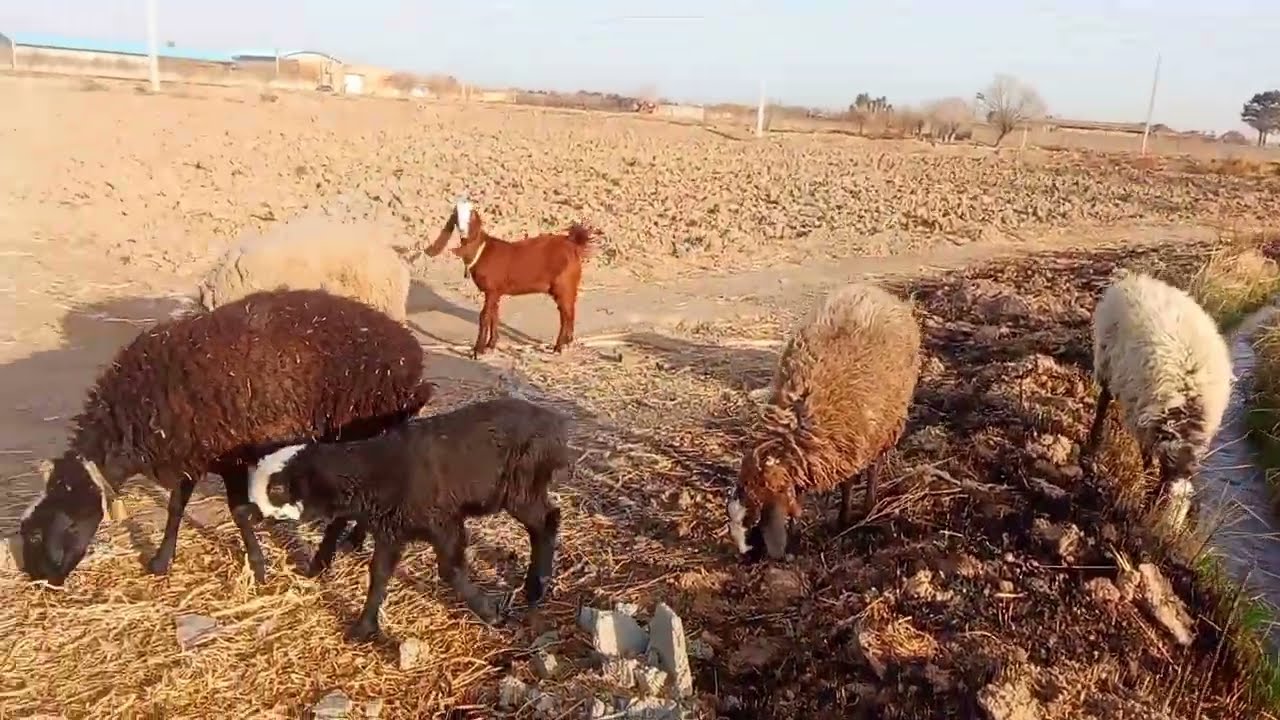 عشق بازا حمایت کنید ممنون میشم 🫡♥️