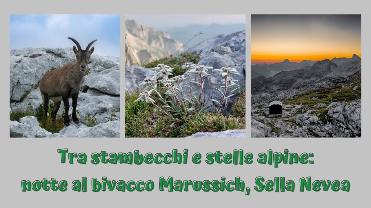 Tra stambecchi e stelle alpine: notte al Bivacco Marussich, Sella Nevea