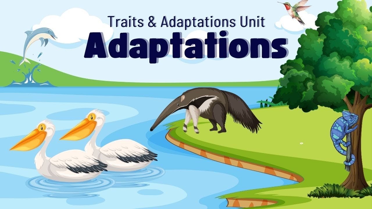 Animal Adaptations | Why Do Animals Adapt?