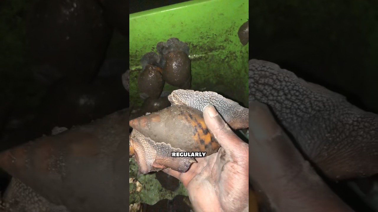 Hydrating African Giant Snails