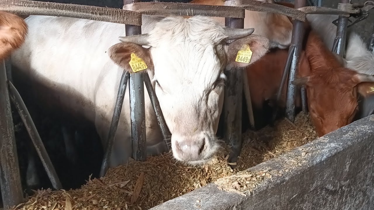 Codziennie obowiązki 🐂.VLOG🇵🇱