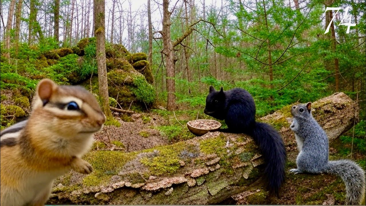 Cat TV: 3+ Hours of Relaxing Forest Life: Chipmunk, Chickadees and Squirrels 4K. Ep. 74