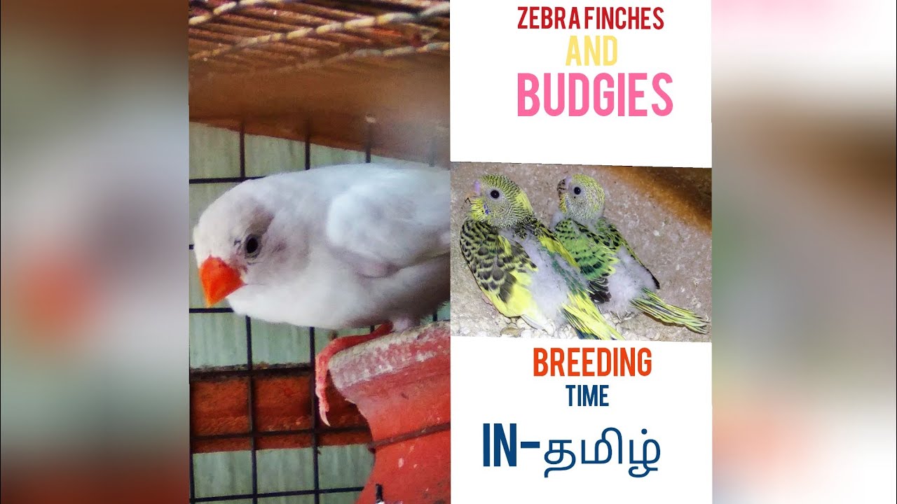 EPS-17 zebra finches and budgies breeding time