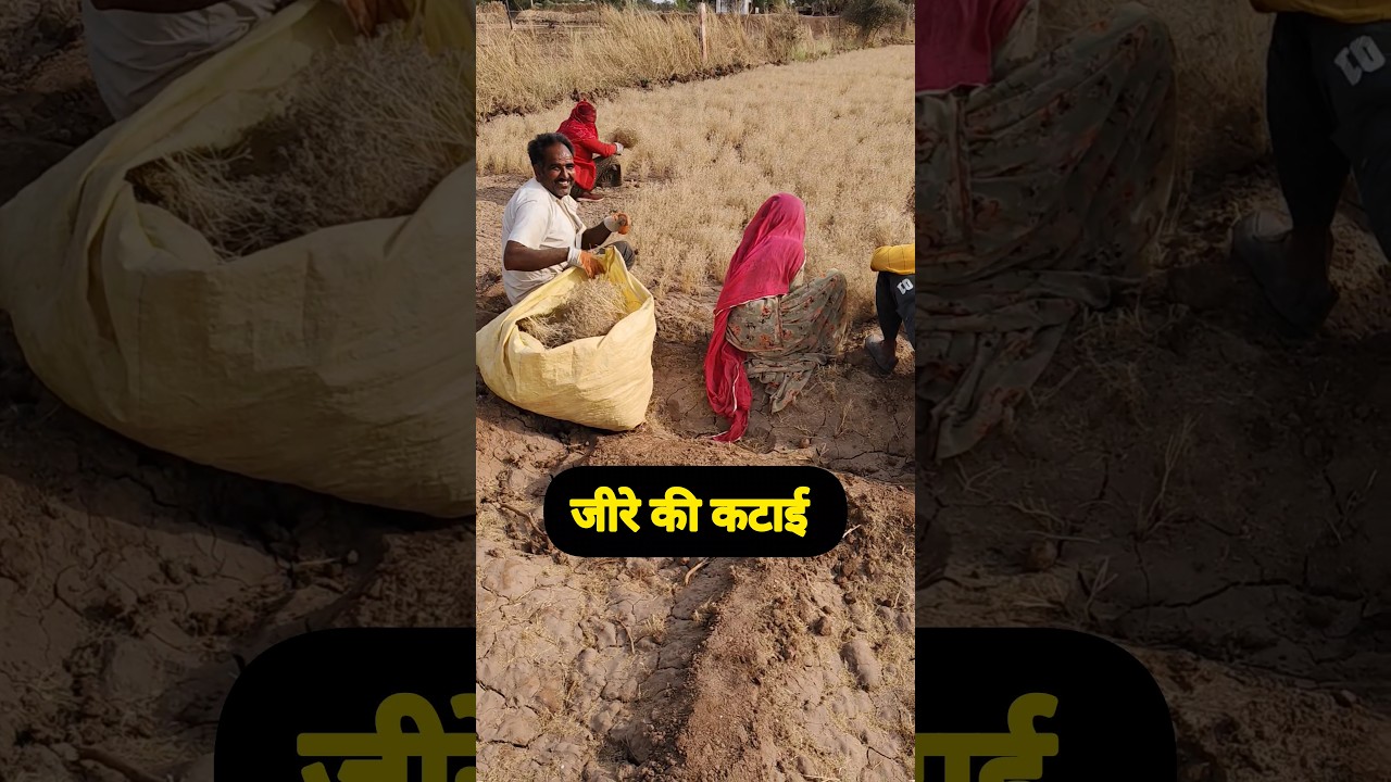 Jeere ki katai kab or kese kare||Jeera crop in Nagaur Rajasthan