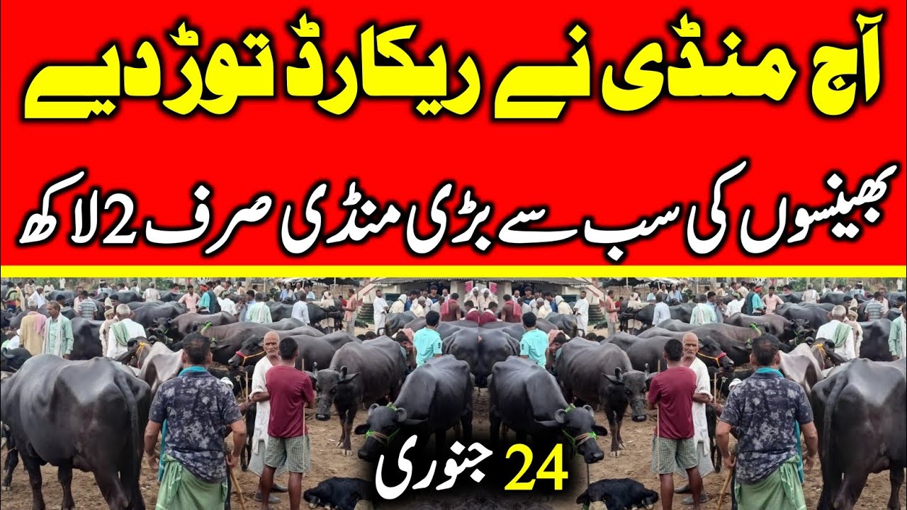 Today Malumor Mandi Jhang Update | Buffalo Fresh Rates Update 2026 | Buffalo Mandi 2026 !