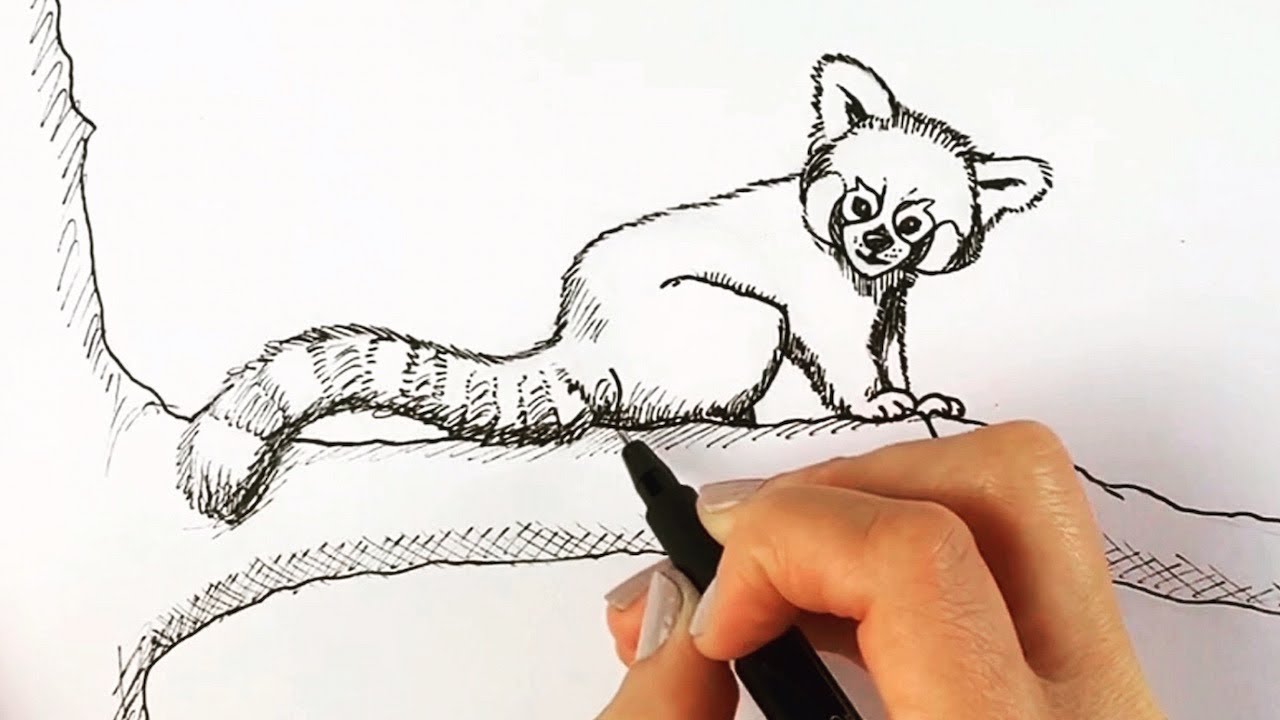 How to draw a red panda step by step easy