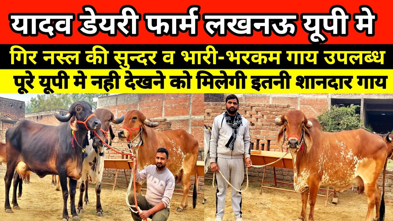 यादव डेयरी फार्म पर गिर नस्ल की सुन्दर व भारी-भरकम गाय उपलब्ध || yadav dairy farm lucknow #cowvideos