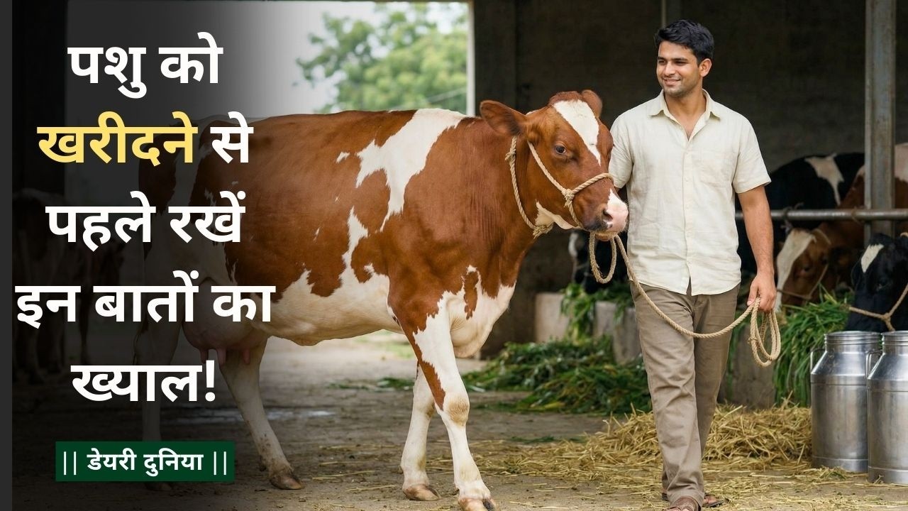 पशु खरीदते समय इन बातों का रखें ध्यान! | सही गाय-भैंस कैसे चुनें? | Dairy Farming Guide ||