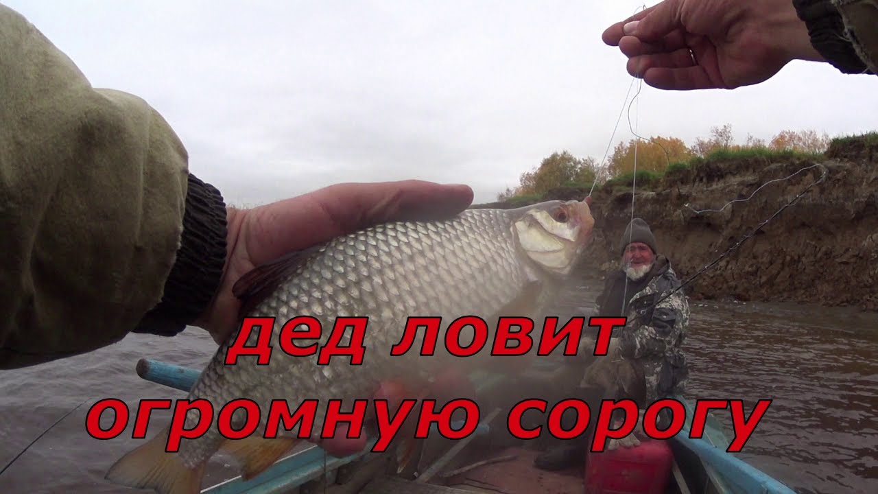 С дедом на Обь. Исключительно на червя.