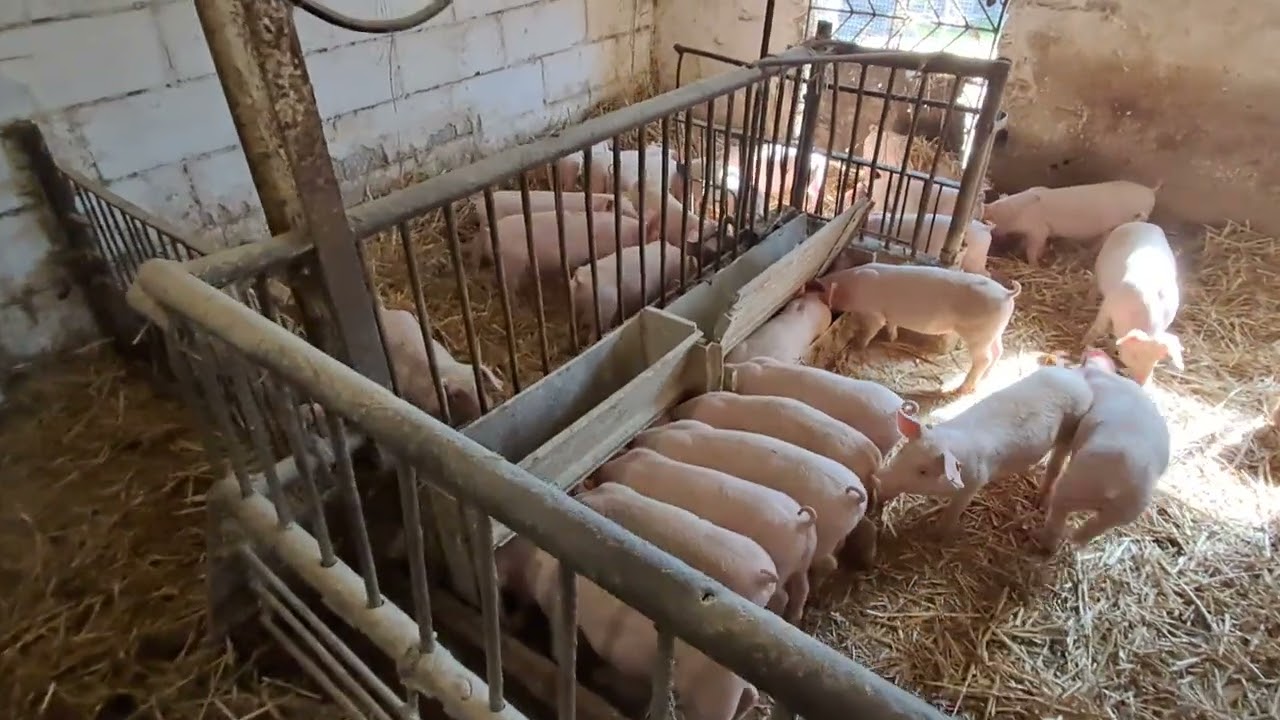 Prosięta dzień przed sprzedażą czyli raport cenowy.