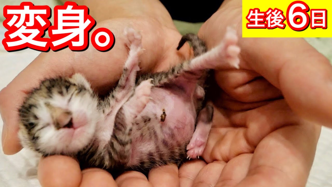 １日で大きくなる生後６日目の赤ちゃん子猫。【保護猫】